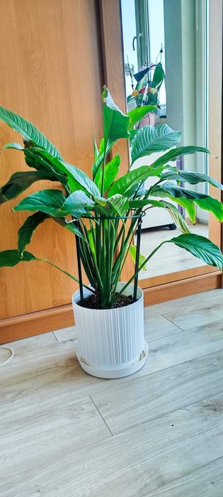 Skrzydłokwiat kwitnący na biało