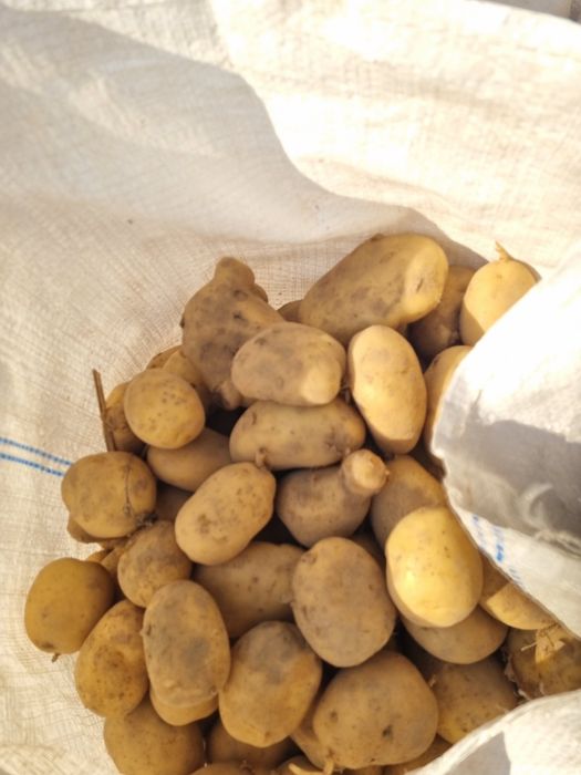 Ziemniaki odmiany bursztyn