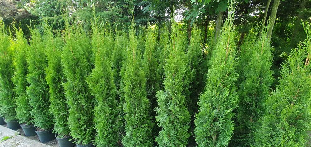 Szmaragd w donicach. Duży żywotnik zachodni na żywopłot. Nasadzenia.