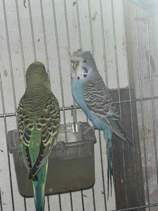 Varios periquitos de poupa / mutacoes prontos a criar