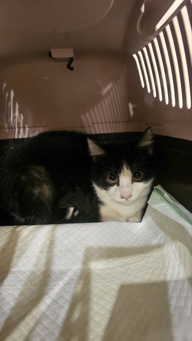 Киця в добрі руки