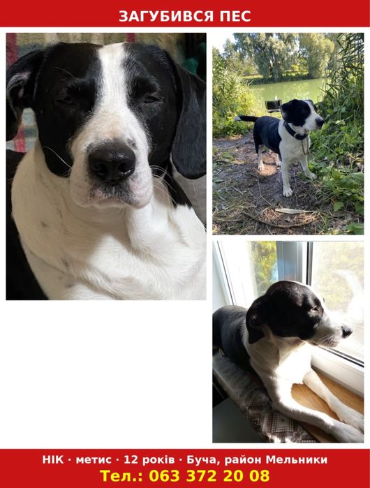 Пропав пес, місто Буча, винагорода