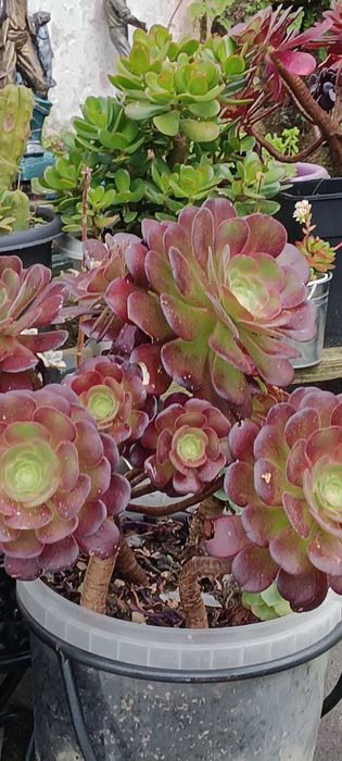 Leguminosa, catos, plantas vários tamanhos diferentes tipos  ..