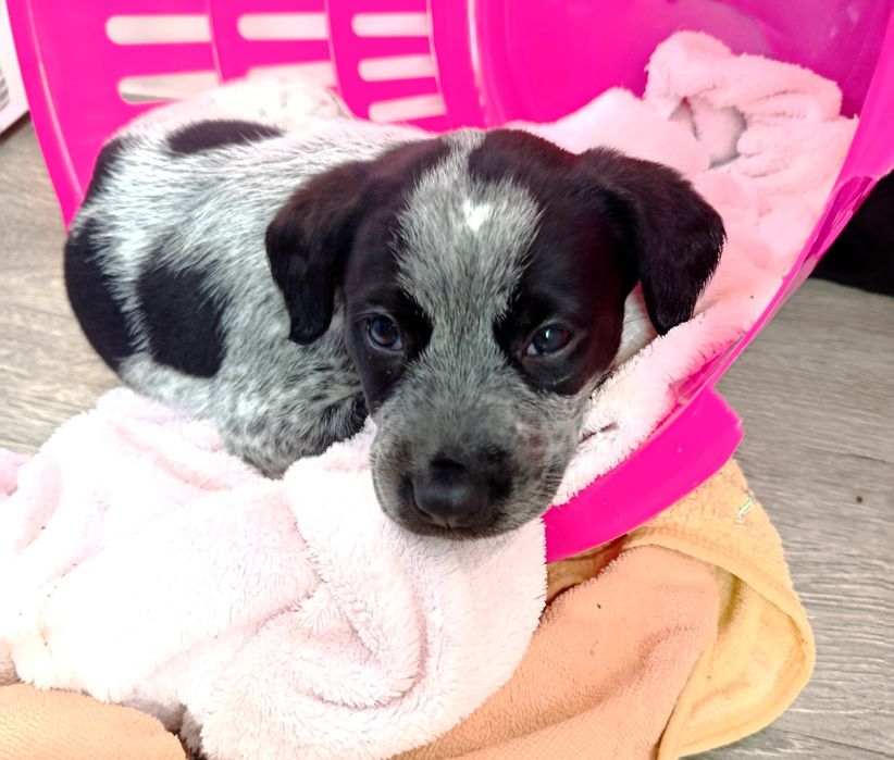 Bebês porte pequeno