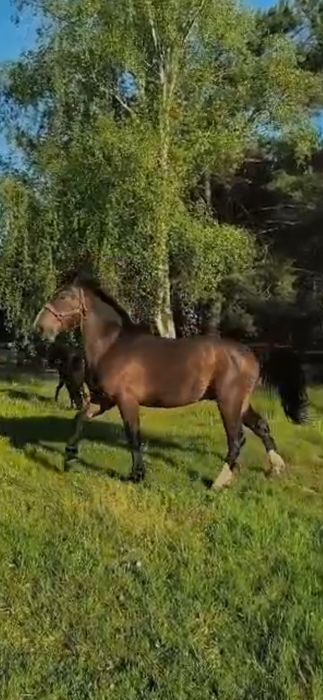 Sprzedam 3letniego walacha - okolo 167cm