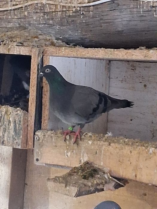 Gołębie, samiczka egierska