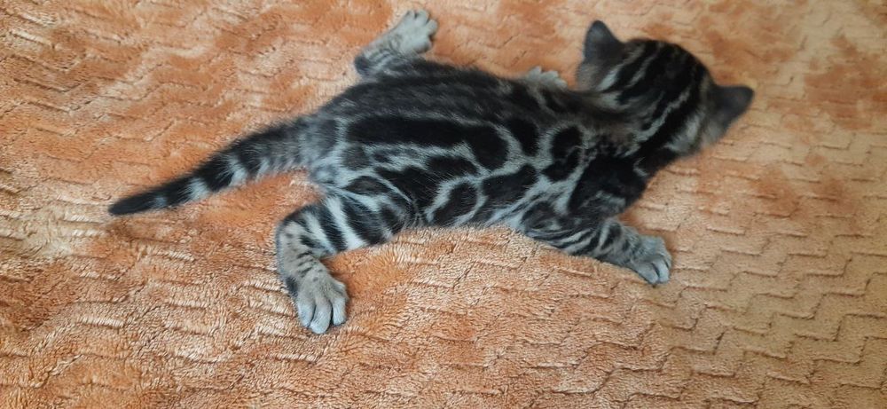 Бенгальские коты