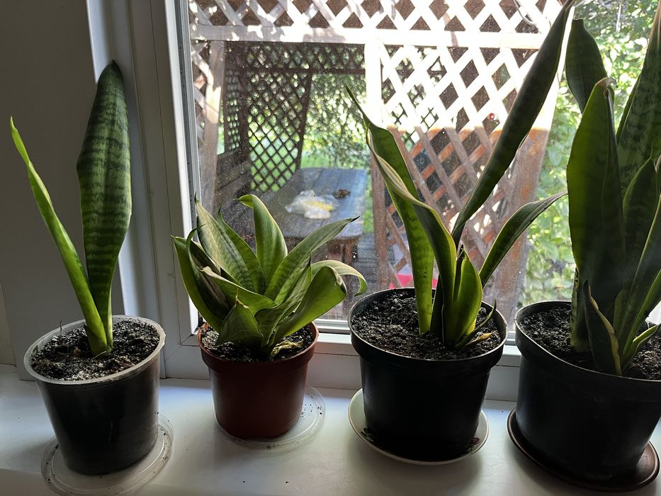 Сансевєрія низька та висока