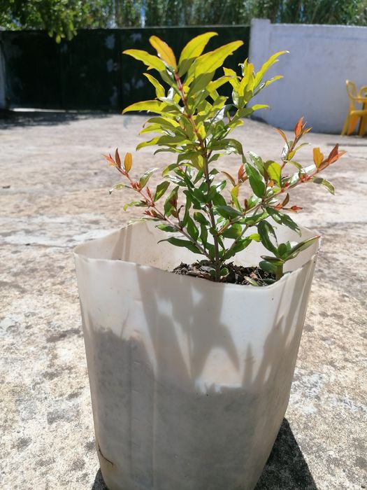 Romanzeiras de boa qualidade