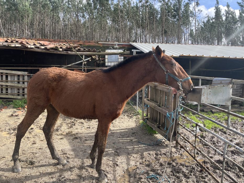 Vendo poldro lusitano