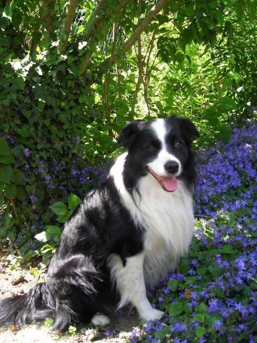 Border collie  olhos azuis