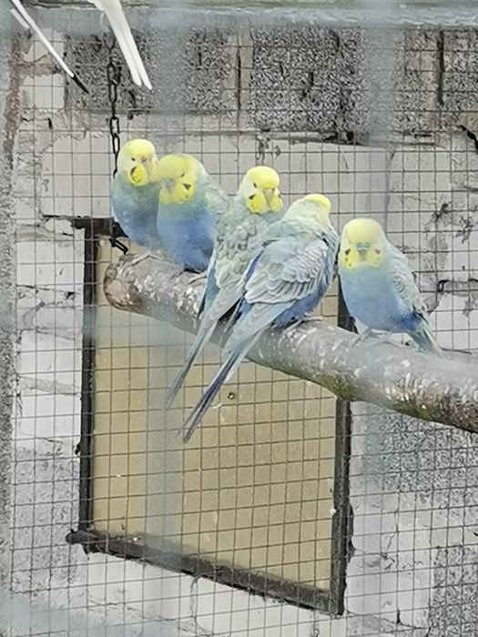 Papugi faliste młode