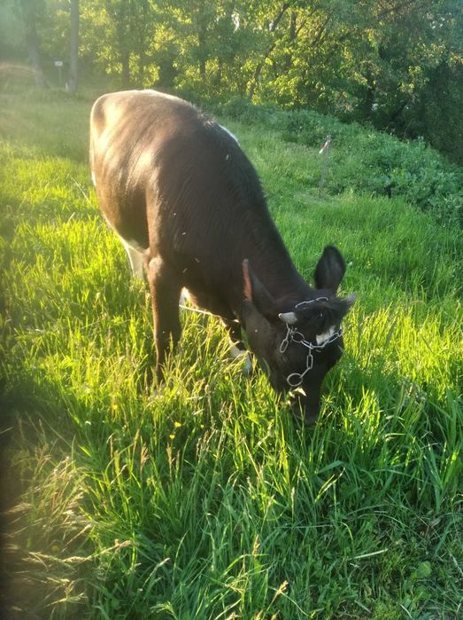 Продам Теличку 14 Місяців Деталі по телефону