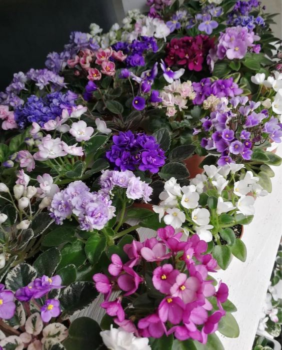 Мрію про фіалки міні та інші