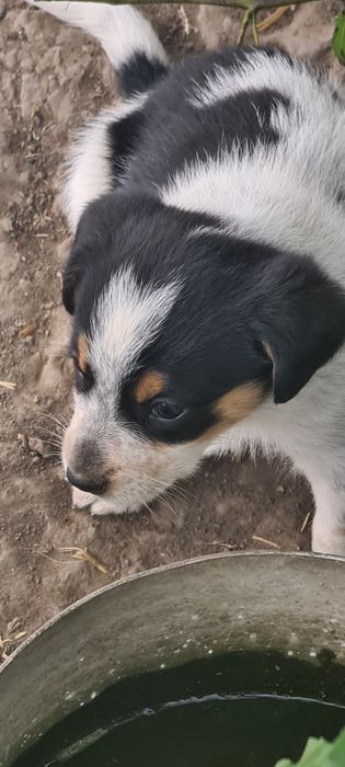 Віддамо цуценят у добрі ручки