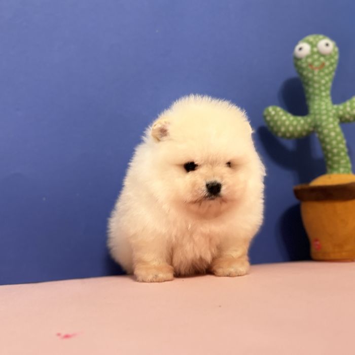 хлопчик шоу классу тип ведмедика