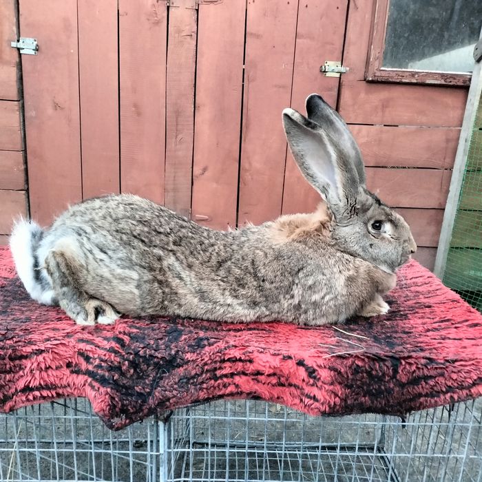 Кролі та кроленята