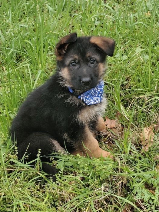 Pastor Alemão com LOP