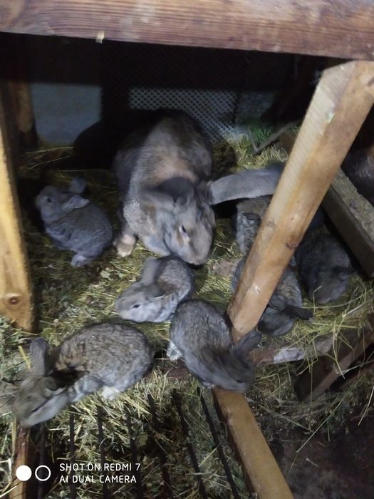 Кролики  " Бельгійський велетень" (Фландр).)