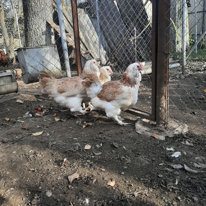 Фавероль лосось.