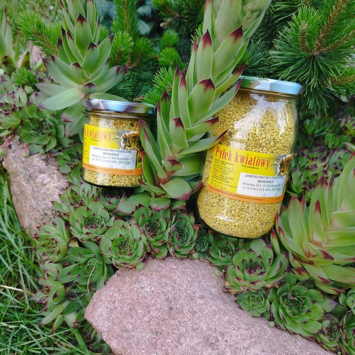 Pyłek kwiatowy zbiór 2025