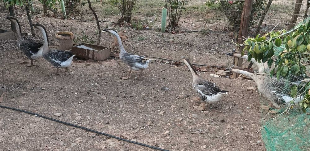 Patos Gansos Africanos