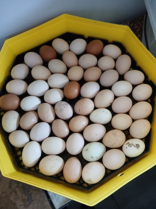 Jaja legowe  kur zagrodowych