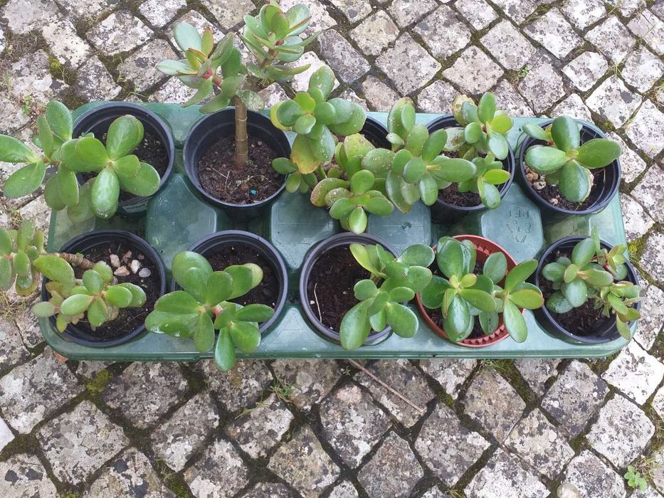 Crassula ovata planta do dinheiro