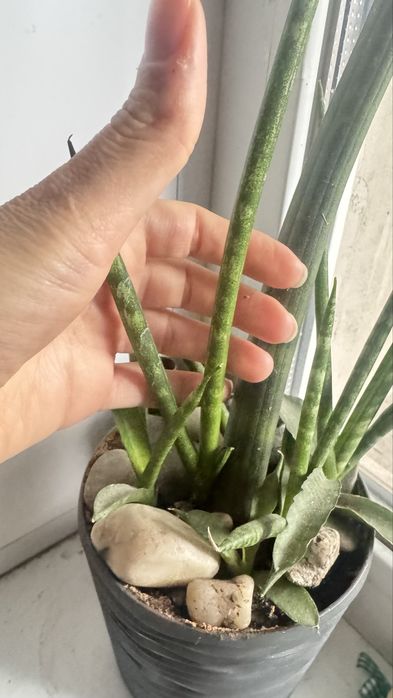 Сансевьєра Сylindrica  трубчатая