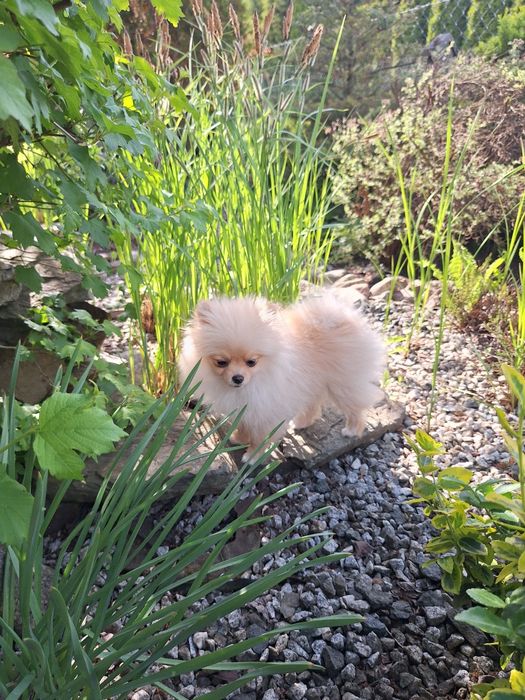 Szpic miniaturowy pomeranian dziewczynka suczka