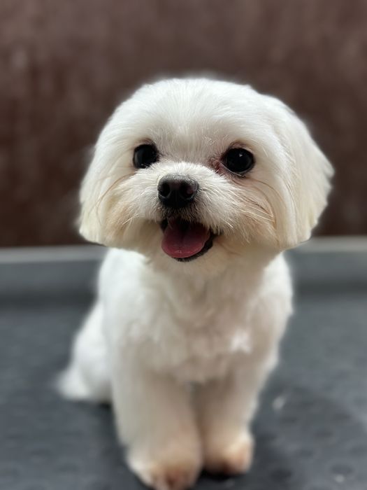 В'язка болонки..