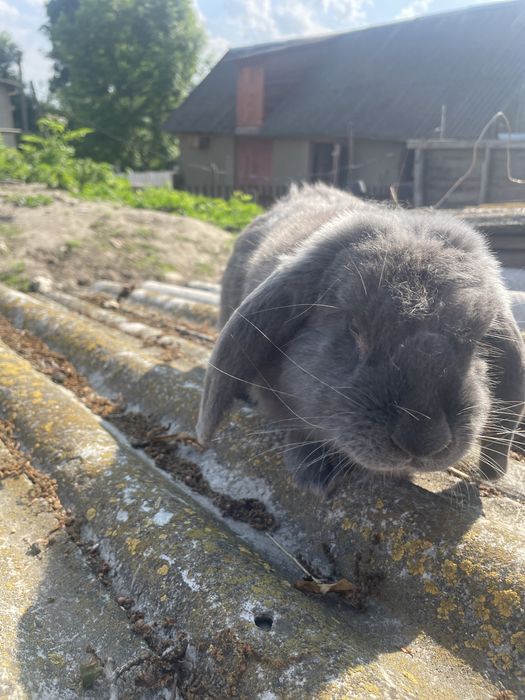 Продаються самці барана.