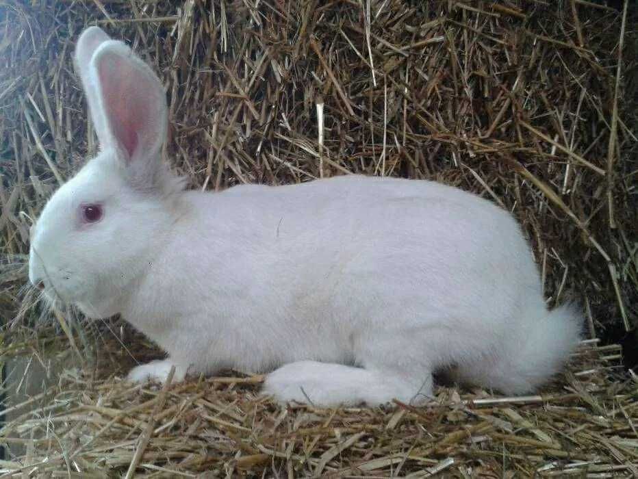 królik tuszka, termondzki, baran francuski