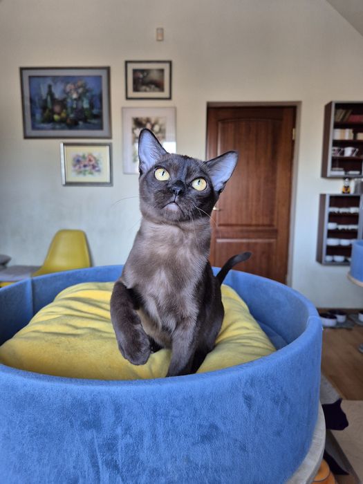 sobolowy kocurek burmski (kocięta burmańskie)