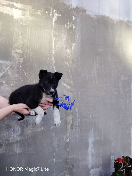 Pieski szczeniaki do adopcji