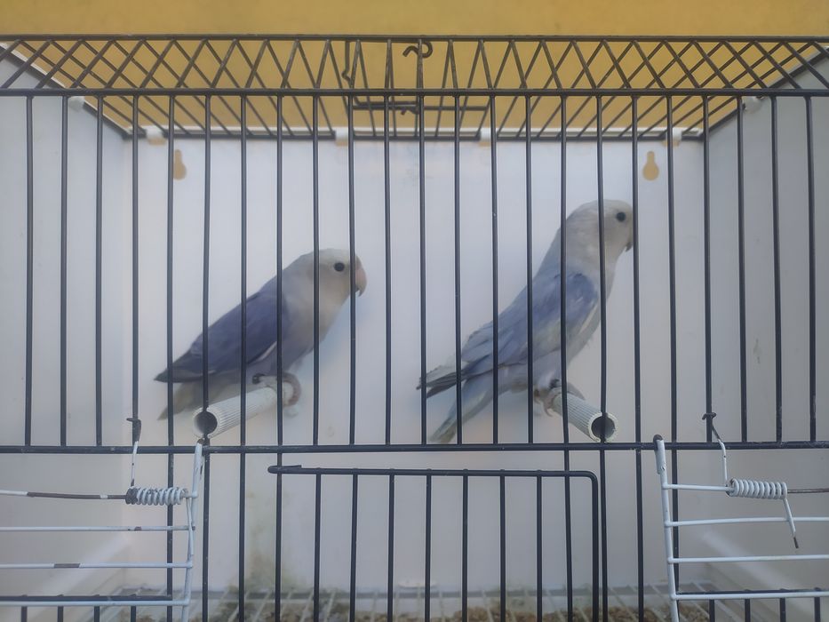 Tenho agapornis para a ceder a partir de 15€