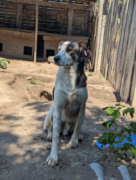 Песик Малюк шукає сім'ю