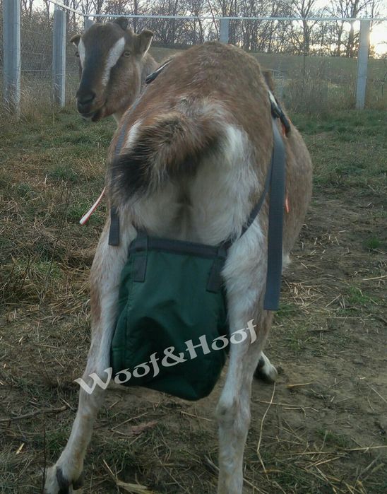 Бюстгальтер, ліфчик для кози. Сумка для вимені