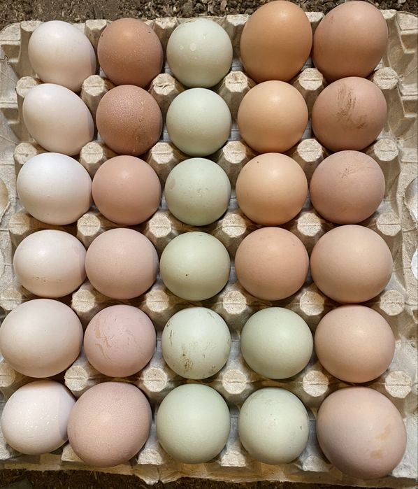Jaja legowe nioska mix
