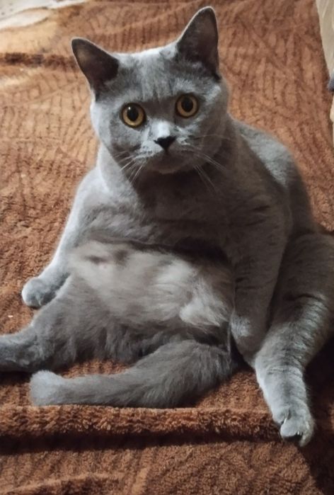 Продам британських котят