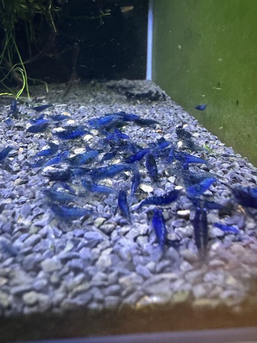 Neocaridinas Blue Dream