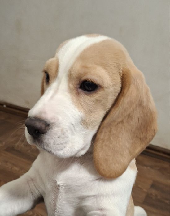 Щенок девочка бигля биколор