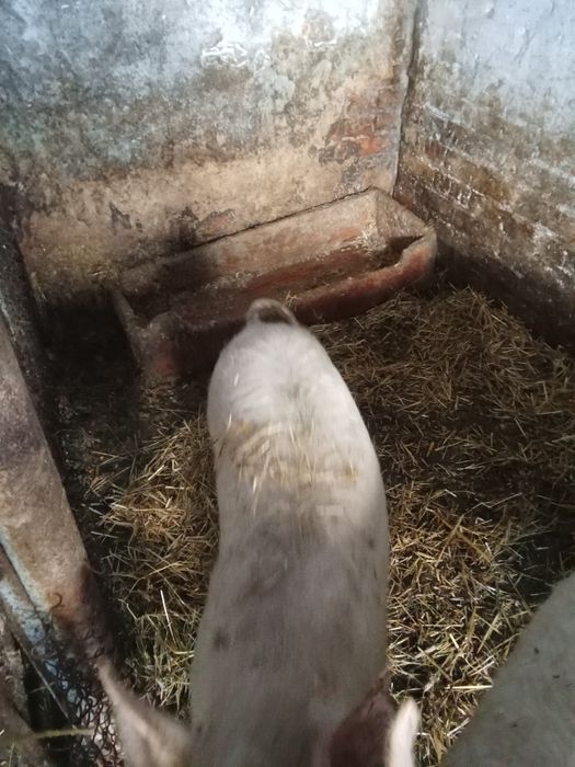 Продам свиню. Їсть усе.