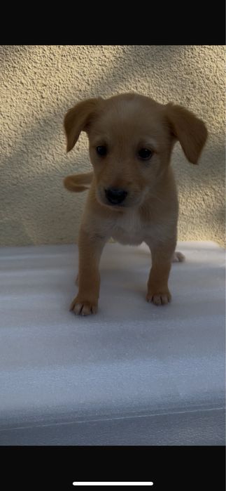 Cães bebés para adoção responsável