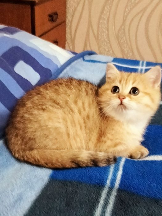 Золотой кот приглашает на вязку!