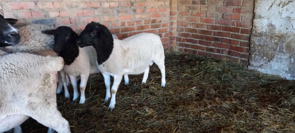 Продам вівці породи Дорпер