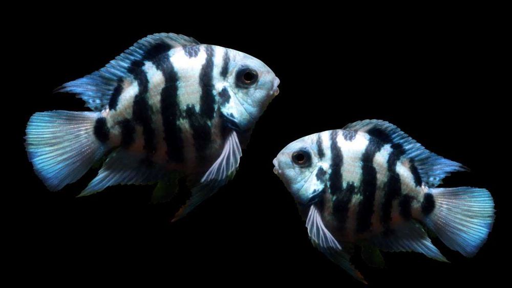 Pielęgnica papuzia odmiana BLUE TIGER - Cichlasoma parrot - dowozimy