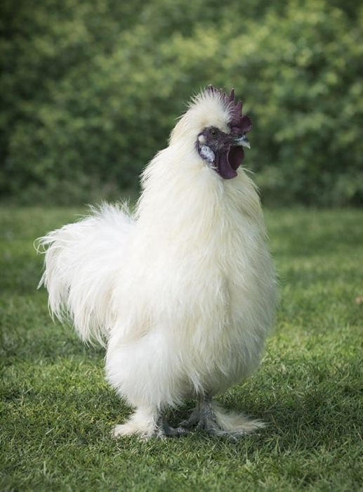 ТОП ПРОПОЗИЦІЯ В МІСТІ! Китайські шовкові курчата (Silkie)
