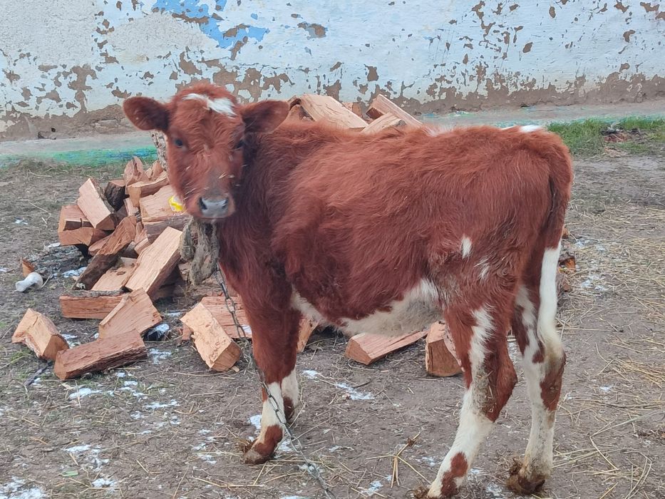 Продам корову ей  5 месяцев