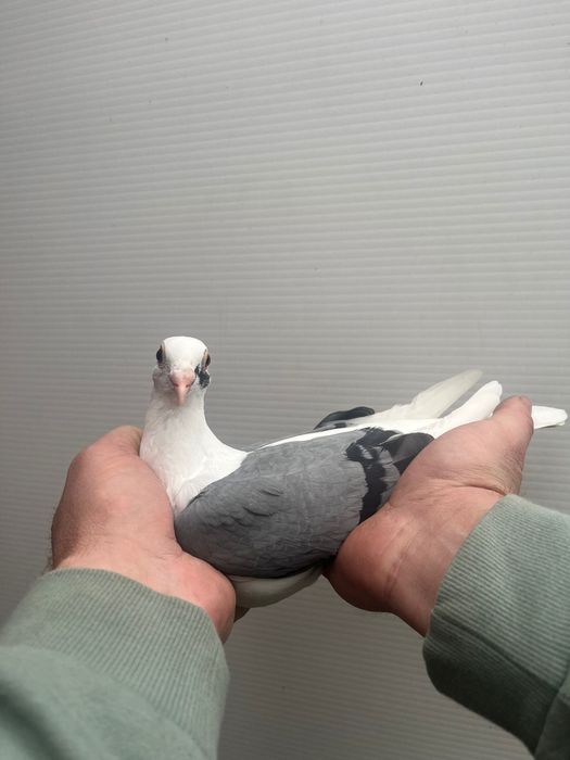 Gołąb  pocztowy samiec